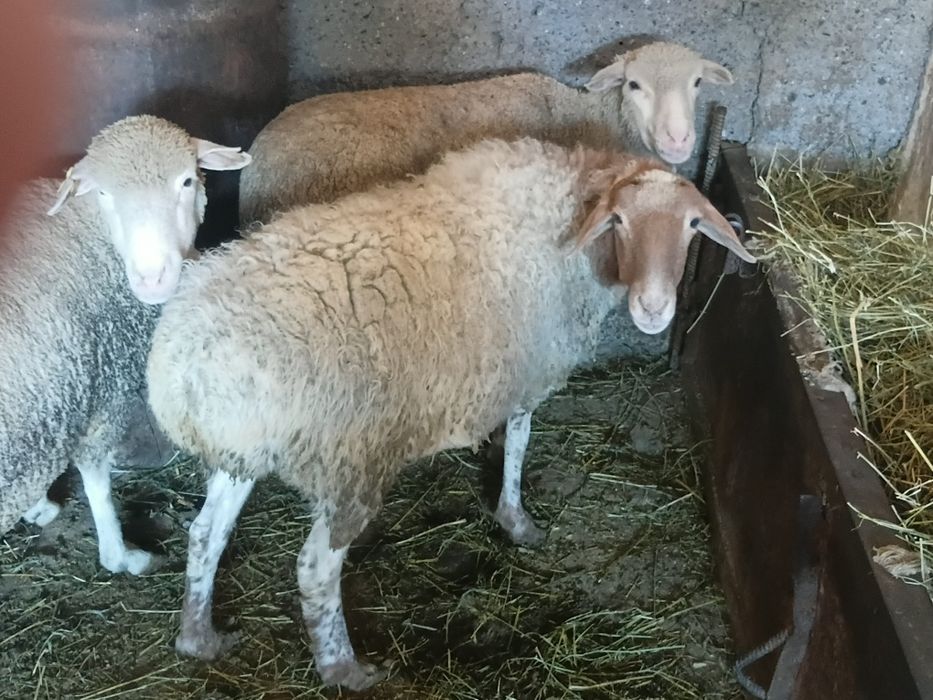 Продам баран матки жирные.