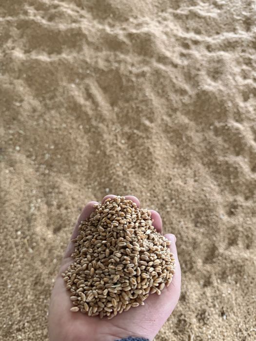 Porumb si grau de vanzare