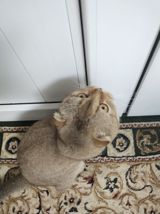 Scotish fold sotiladi