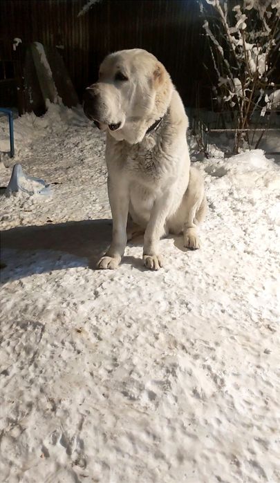 Алабай (САО) предлагается на вязку