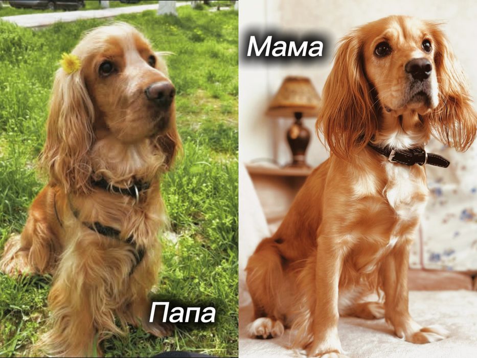 Щенки английского кокер-спаниеля