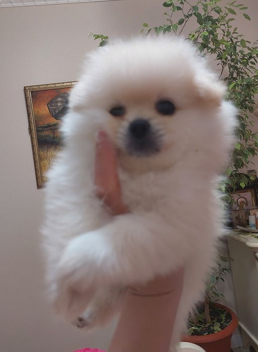 Помиранский шпиц Уральск