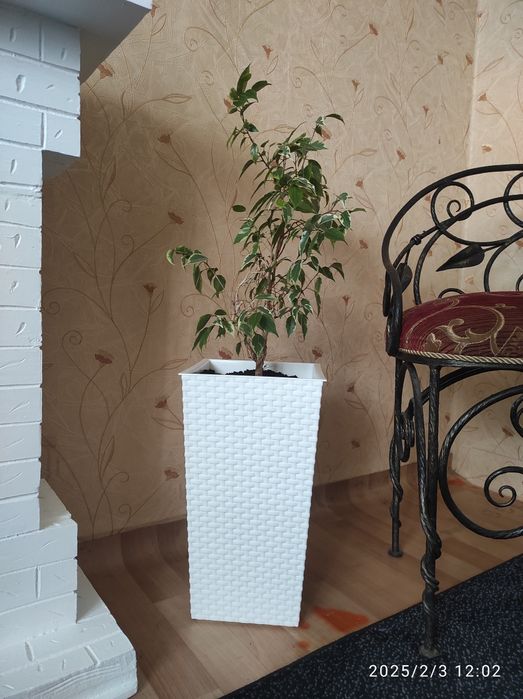 Фикус Бенджамина в напольном кашпо