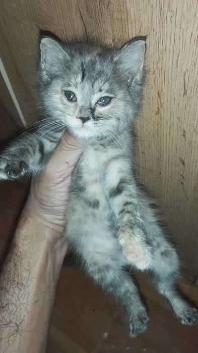 Котёнка ищет дом