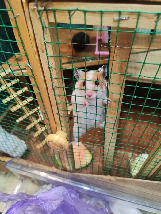 Хомяк королевский тозззаси