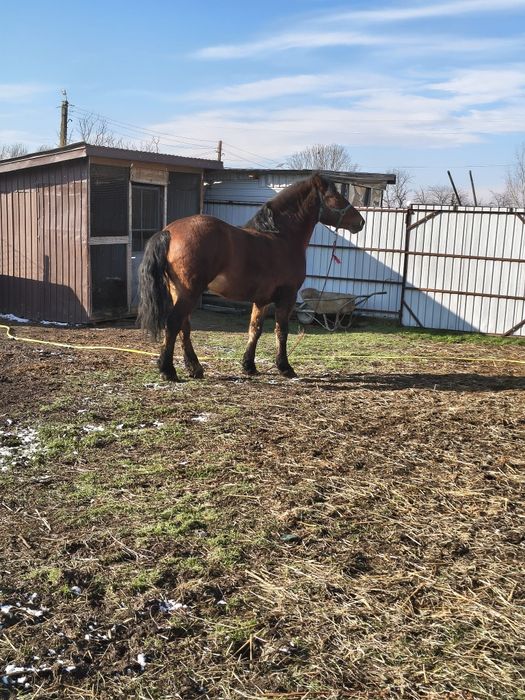 Vând sau schimb armasar