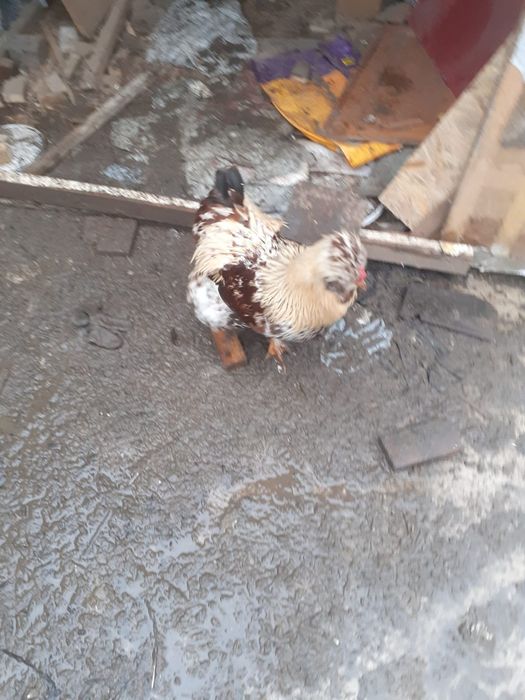 Vând oua din găinile din imagine