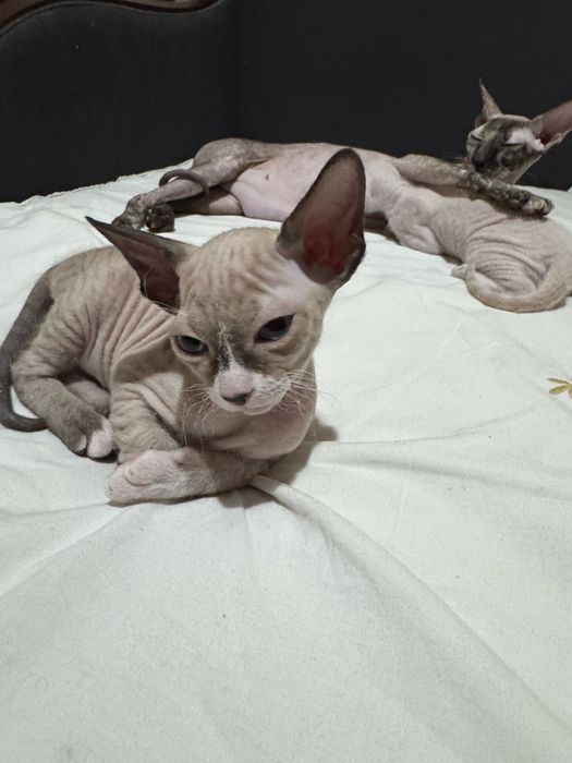 котята сфинкс 1