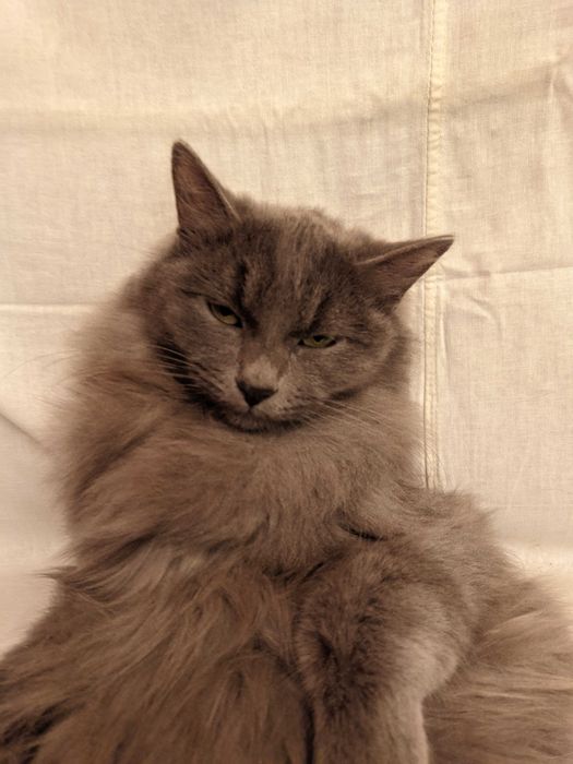 Кошка. Кот. Мушук. Mushuk.