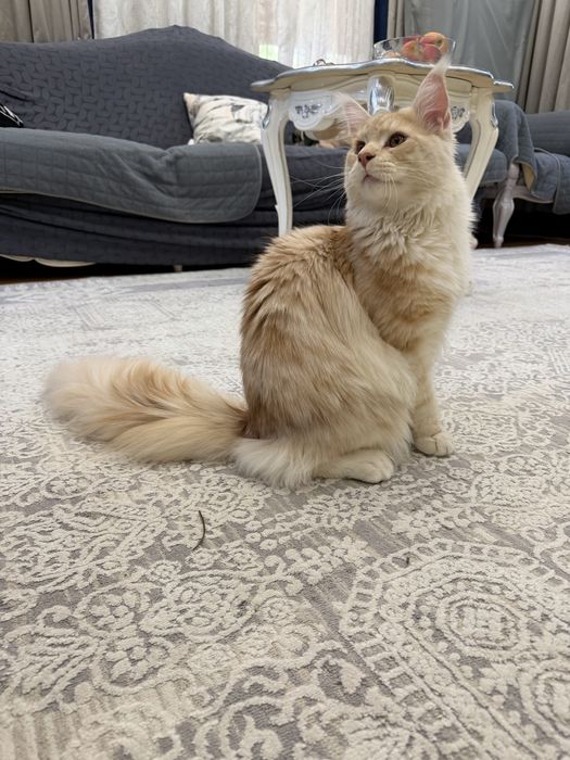 Мейнкун шикарный кот