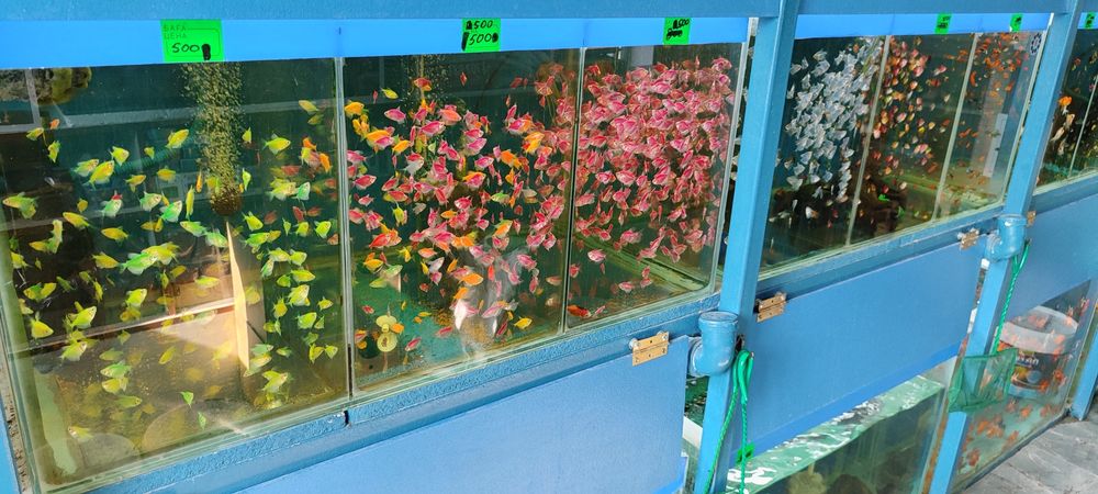 Аквариум балыктары сатылады