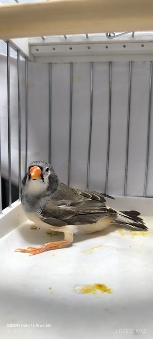 Амадинкала сотилади тайор кушла