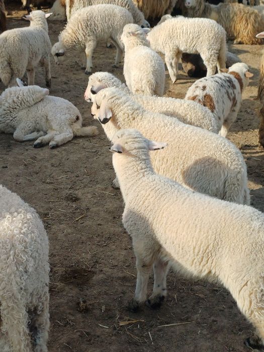 Miei metisi de suffolk