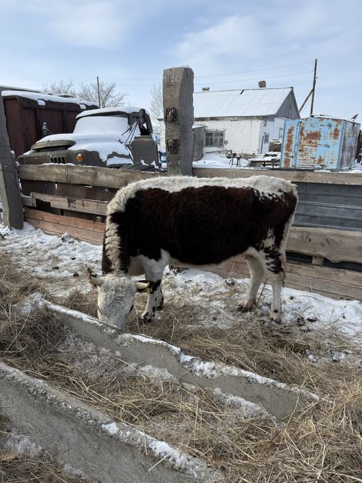 Продам КРС быки бычки коровы первотелки