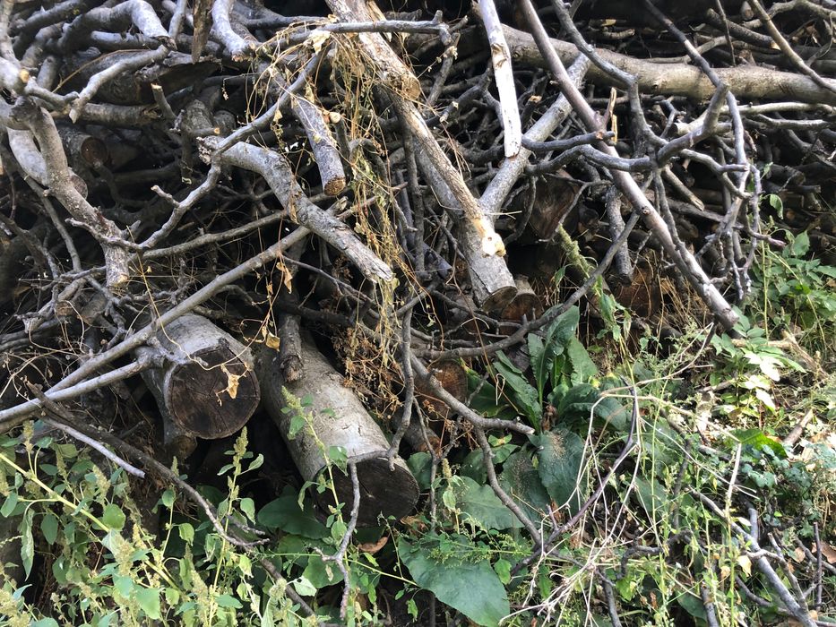 Продавам-подарявам Дърва за огрев и разрешително за превозване