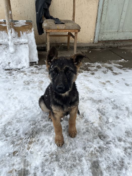 Немецкий овчарка сатылады