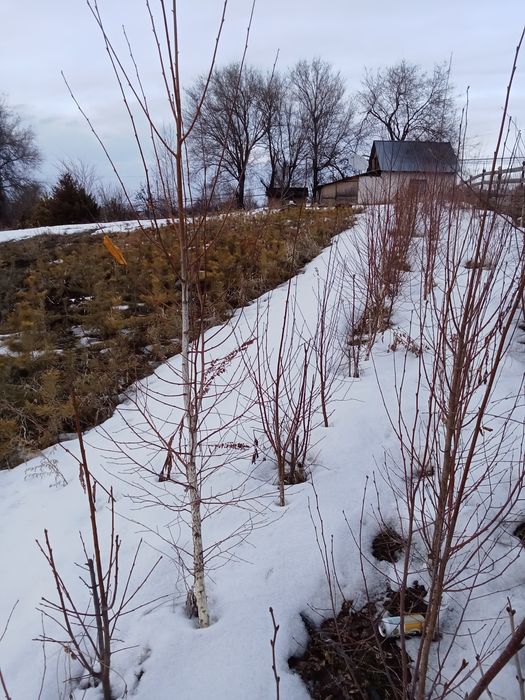 Сосна,ёлки ,березы