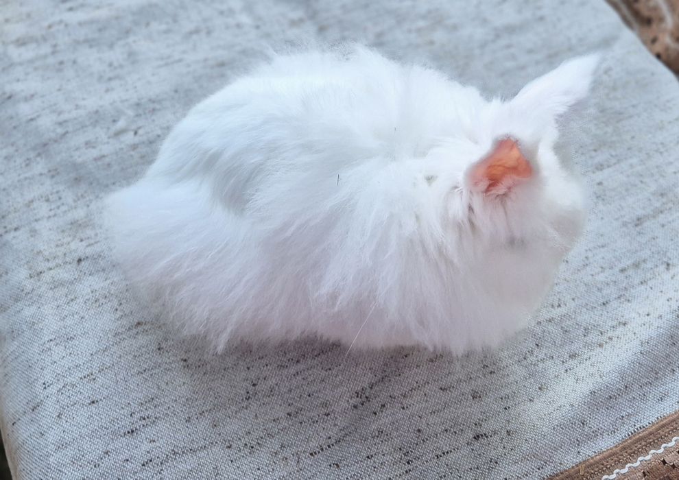 Pereche  iepuri Cap de leu