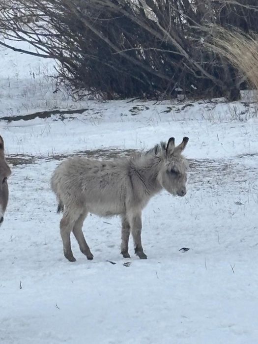 Продам жерёбаю ишачку