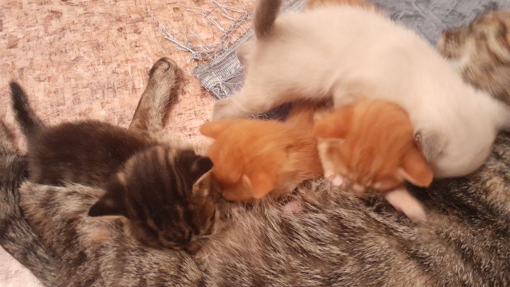 Животные котята домашние