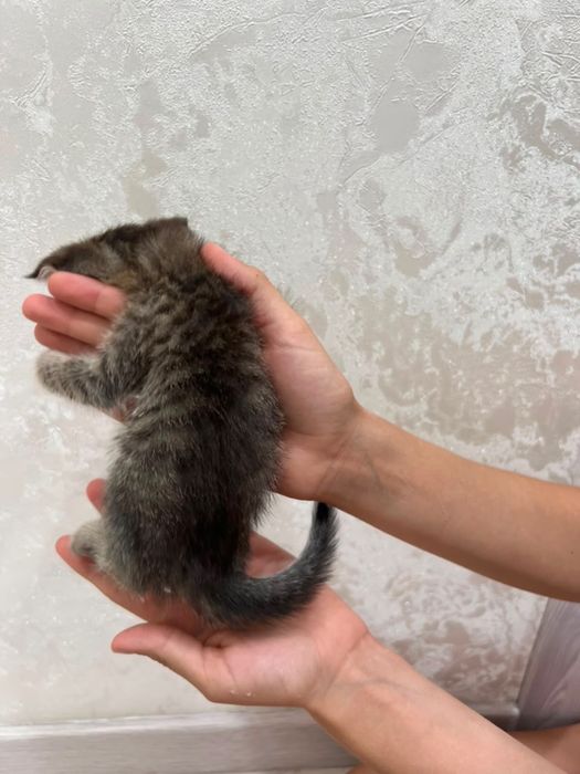 котята породистые