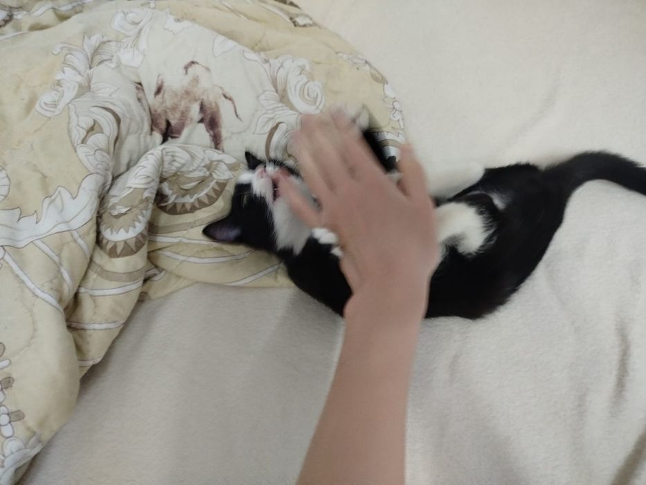 Котёнок Джоли ищет семью