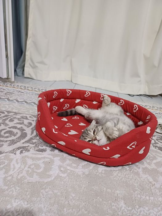 Вислоухи шотландка