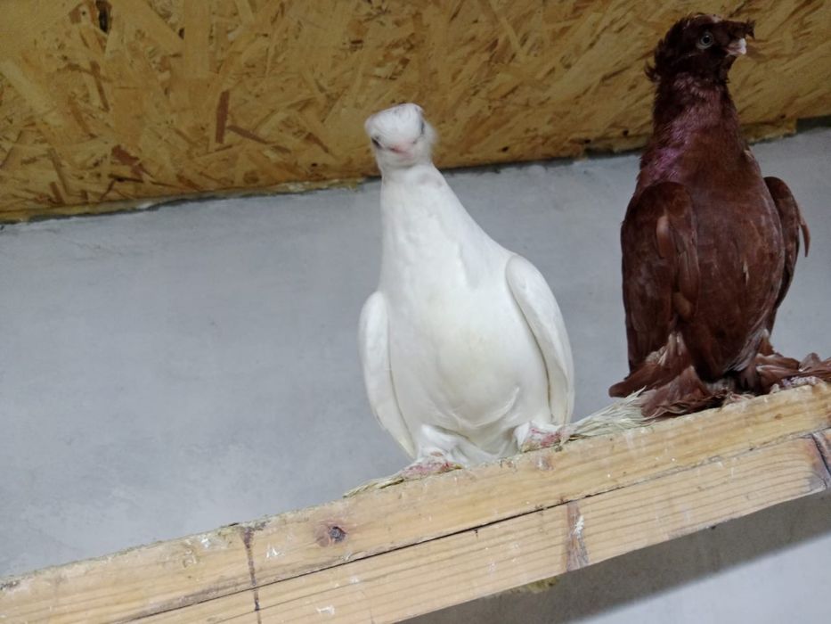 Продам    голубей