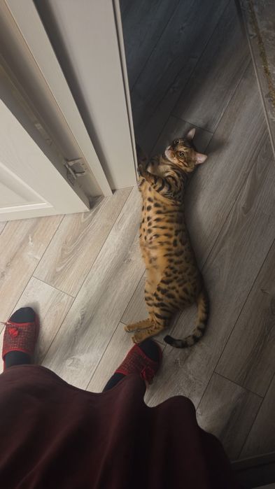 Котёнок-бенгал, девочка