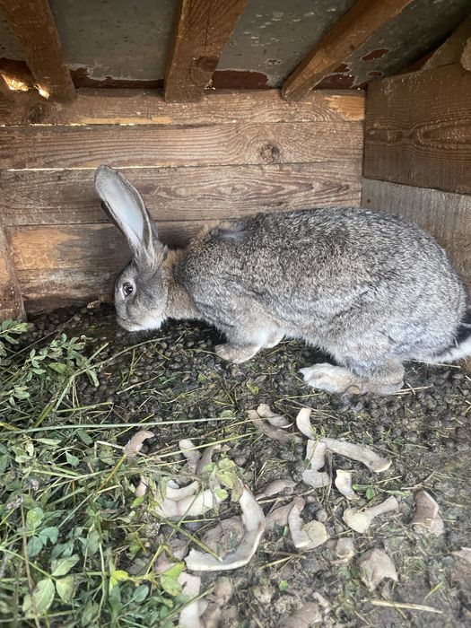 Vand o iepuroaica fi un iepuroi