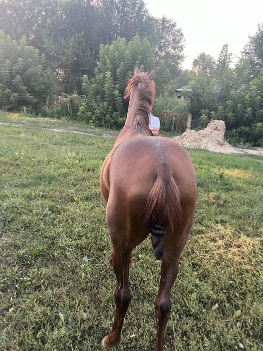 Продам айгыра Лошадь конь