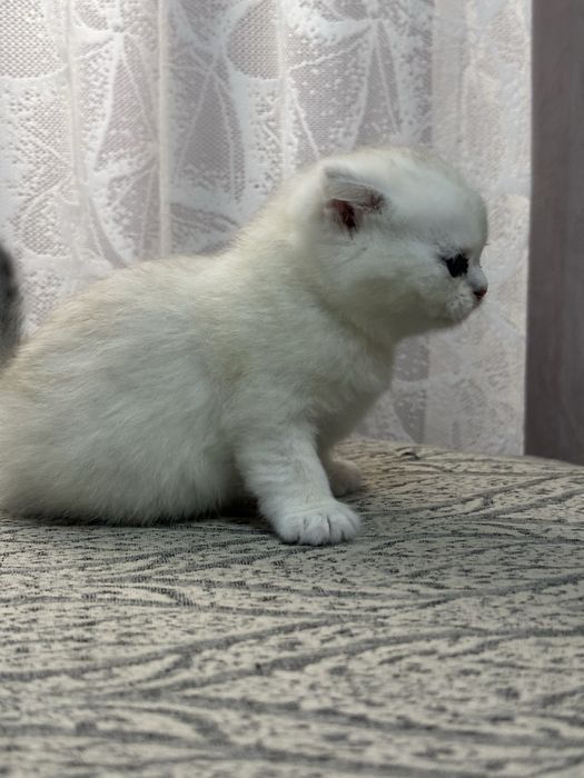котенок серебристая шиншилла