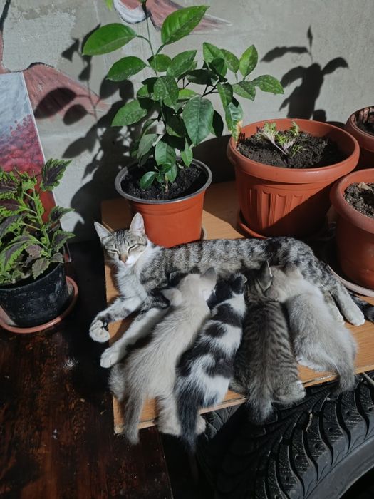 Отдам даром котят