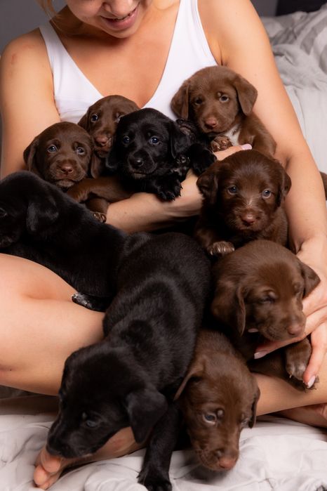 Отдадим щенков в добрые и любящие руки!