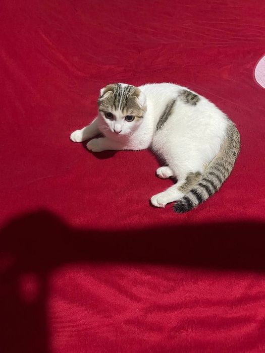 Шотландская вислоухий кот