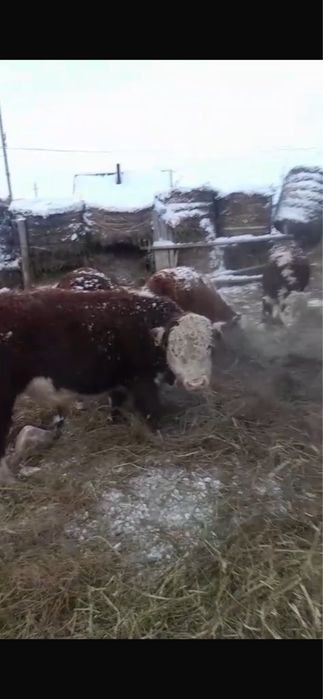 Продам быков с откорма 11 голов