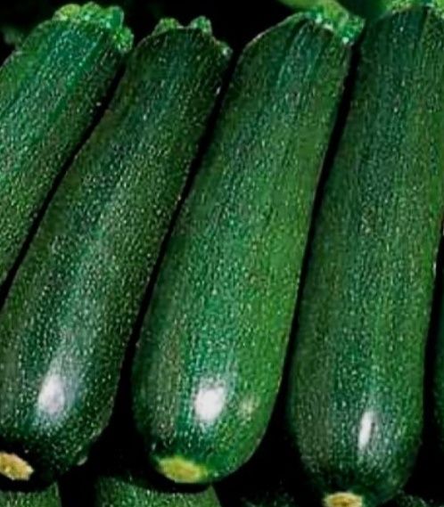 Продам семена кабачки цекуни