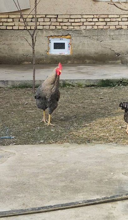 Пиламитрок Амрокс тухумларига заказ оламиз