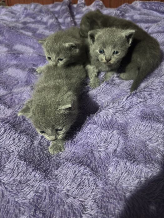 Продам котят британцев
