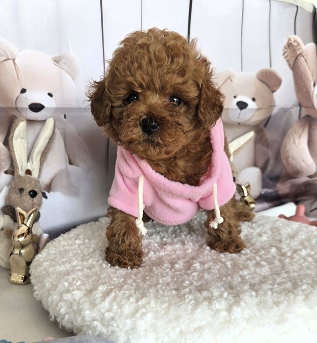 Пудел той / Poodle toy с документ за произход