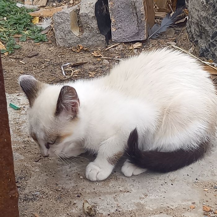 Отдам котят 1.5 месц
