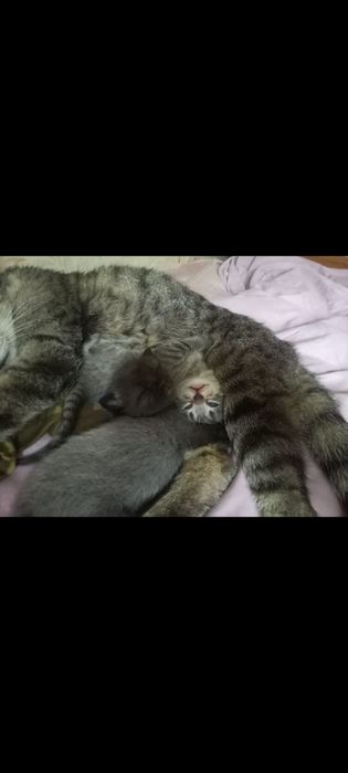 Продам котят за 5000