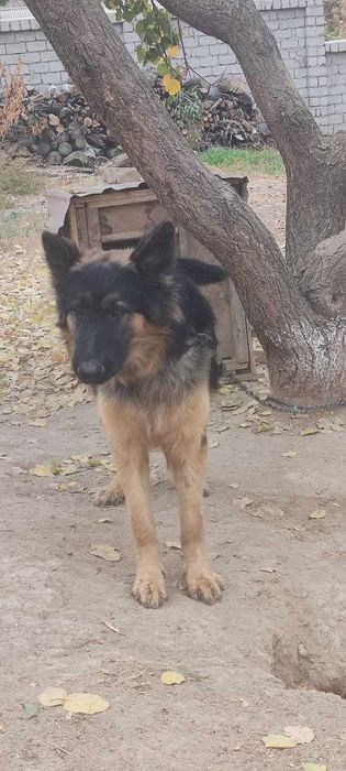 Немецкая овчарка