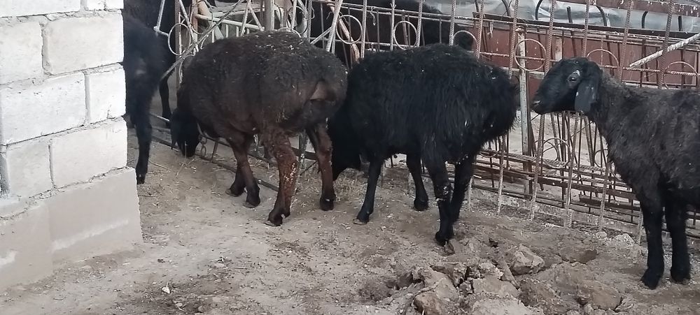 Кузи Кучкорлар сотилади 8 10 ойлик киргизистан сони 10та еб ичиши зор.