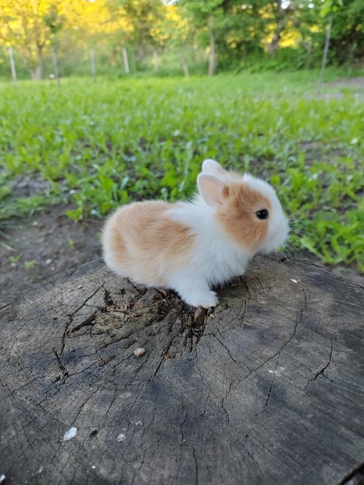 Vând iepuri cap de leu