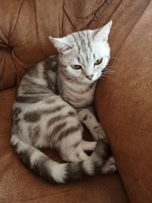 Шотландцы коты и кошки