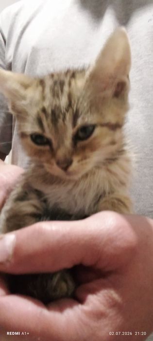 Отдам котенка бесплатно