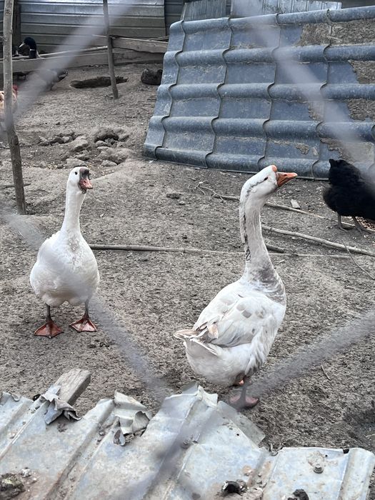 Gascani de snul trecut din luna mai