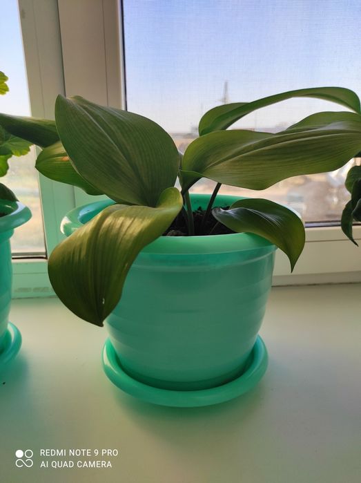 Комнатные цветочки