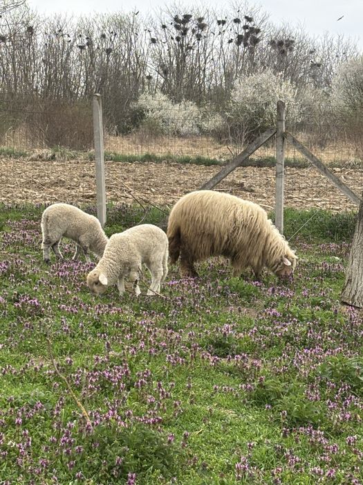 Lichidare gospodină – 4 oi Țurcane + 5 miei Premium